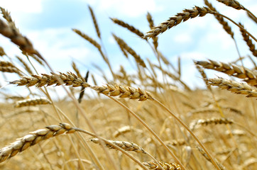 Fototapeta premium View of a field with ripe wheat with a golden hue in the sun. Summer harvest. Farm, production of flour, bread and bakery products. Agricultural landscape, growing crops, background, textures - Image