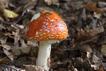 Non edible mushroom in italian wood during autumn