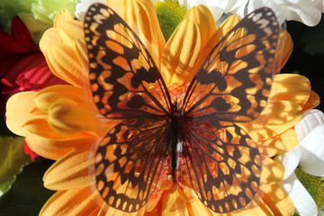 Fototapeta na wymiar a butterfly on an orange Flower