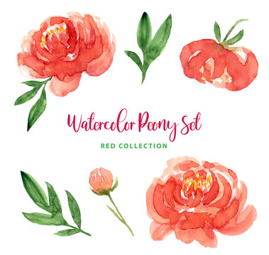 Watercolor trendy modern loose style red peony flowers and leaves set. Collection of isolated images of peach, red florals. For print, pattern, textile, wallpapers, invitations, cards.