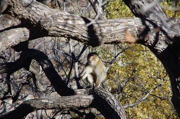 monkey in the atlas mointains