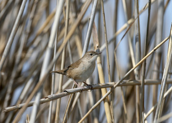 Savi's warbler (Locustella luscinioides) in breeding plumage photographed close-up sitting on reed stalks