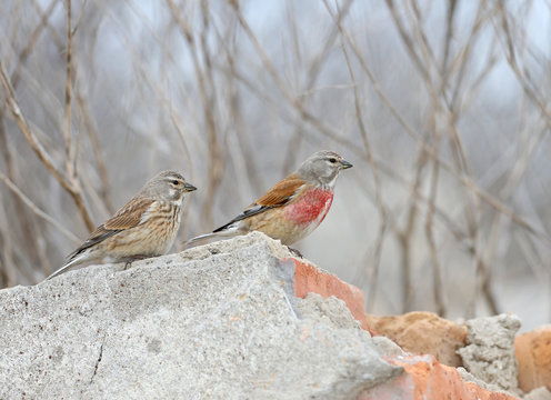 A pair of common linnet (Linaria cannabina) in mating plumage sits on stones. Birds were taken during ritual feeding.