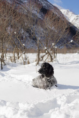 A dog, a Russian Spaniel, runs through deep snow in winter