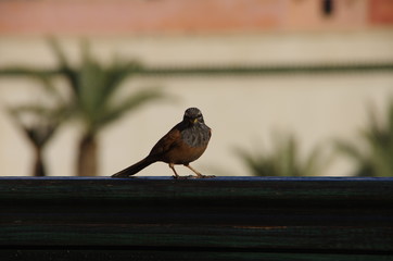 sparrow