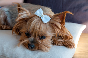 Dog Yorkshire Terrier with a white bow resting on the pillows. Close-up.