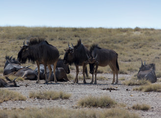 Some buffalo animals in Namibia desert