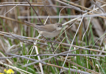 Savi's warbler (Locustella luscinioides) in breeding plumage photographed close-up sitting on reed stalks