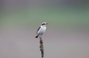 northern wheatear or wheatear (Oenanthe oenanthe) sits on a lonely stem of a plant on a blurry green background.