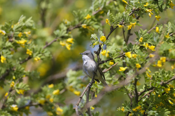The lesser whitethroat (Sylvia curruca) is photographed close-up on the branches of flowering bushes and on a beautiful blurred background