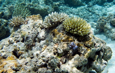 Fototapeta na wymiar The beautiful coral reef