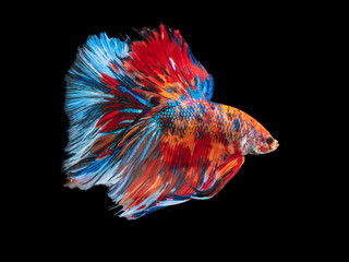Multi color Siamese fighting fish. Close up of beautiful movement of colorful Betta splendens on black background.