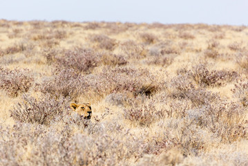 A female lion in Etosha park