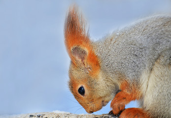 squirrel on a tree