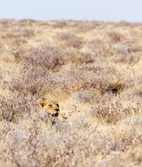 A female lion in Etosha park
