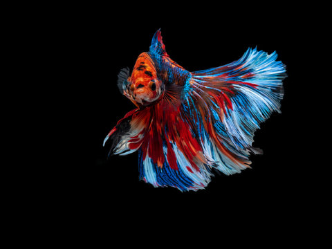 Colorful Siamese fighting fish, betta or beta moving.
