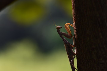 mantis on branches and flowers to find food