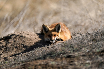 Red Fox Sneak