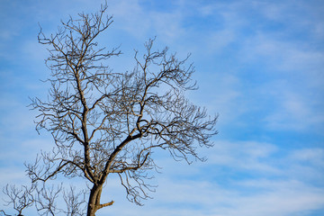 tree and sky