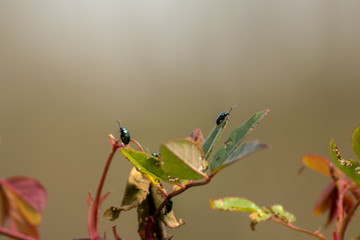insect on a leaf