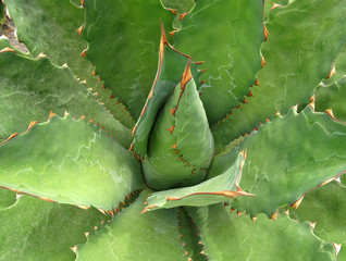 Plant ´Agave potatorum´.
Family Agavaceae. 
Popular name: Tobala. Original from Mexico.  