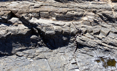 The New Caledonian sea krait on a rock
