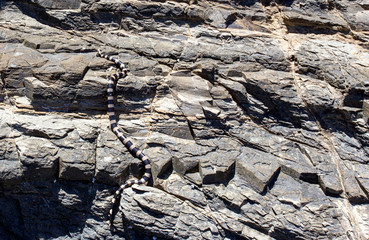 The New Caledonian sea krait on a rock