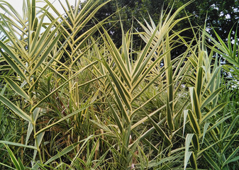 Spanish cane (Specie: Arundo donax ´variegata´. Family: Poaceae) Possibly from Asia but very widespread in the Mediterranean region.