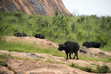 Buffle d'Afrique, Syncerus caffer, Parc national Kruger, Afrique du Sud