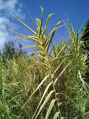 Spanish cane (Specie: Arundo donax ´variegata´. Family: Poaceae) Possibly from Asia but very widespread in the Mediterranean region.