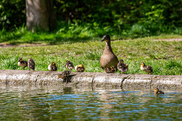A mother duck and her ducklings at the edge of a river