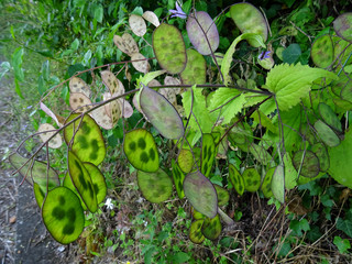 Fototapeta premium Plant: ´Lunaria annua´. Popular names: 