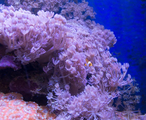 View of a sea coral aquarium