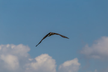 bird in flight