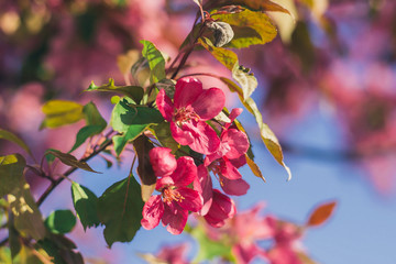 Illustration. Big pink flowers on spring tree. Watercolor styling. Spring. Ornamental apple blossoms.