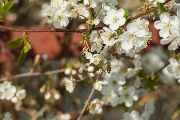 Wiosna w wiśniowym sadzie. © boguslavus