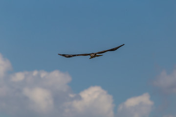 airplane in the sky