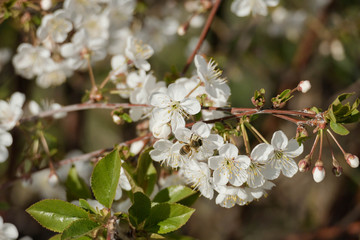 Wiosna w wiśniowym sadzie. © boguslavus