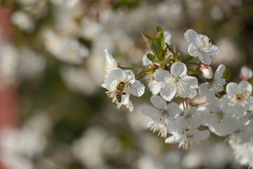 Wiosna w wiśniowym sadzie. © boguslavus