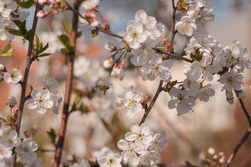 Wiosna w wiśniowym sadzie. © boguslavus