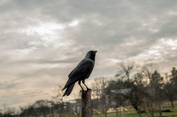 Fototapeta premium Jackdaw bird in a pole