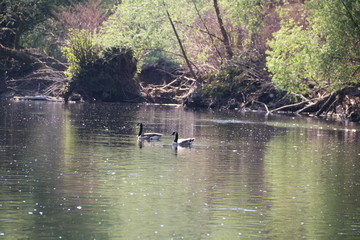 Kanadag&auml;nse schwimmen im Fluss Wupper im Fr&uuml;hling