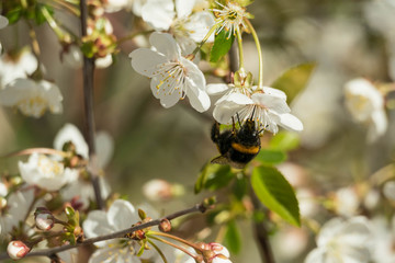 Wiosna w wiśniowym sadzie. © boguslavus