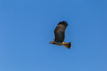 bird in air