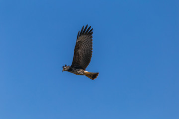 Gavião Caramujeiro em Vôo - birds in flight