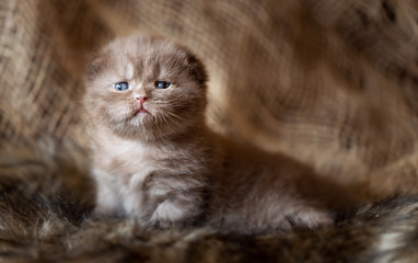 Britisch Kurzhaar Kitten in cinnamon
