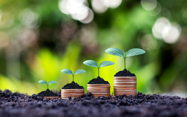 Coins and plants are grown on a pile of coins for finance and banking. The idea of saving money and...