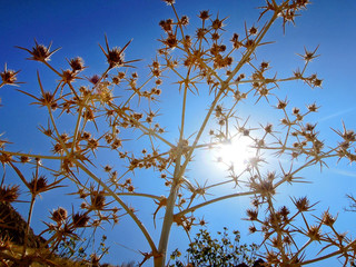 Dried fruits of greater burdock or thorny burr or Arctium lappa, the wide spreading weed. In spite of this it's using in Chinese medicine and in Japanese culinary. Picture taken in Shiraz, Iran