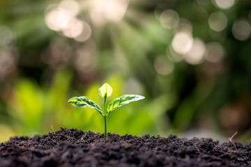 Small trees that grow on the ground, concepts of plant growth and investment for agriculture.