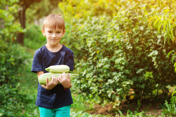 Little farmer picking a zucchini. Child in the vegetable garden. Little helper.